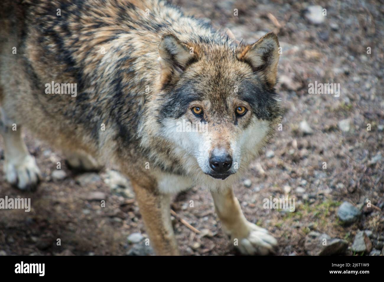 Common gray wolf Stock Photo - Alamy