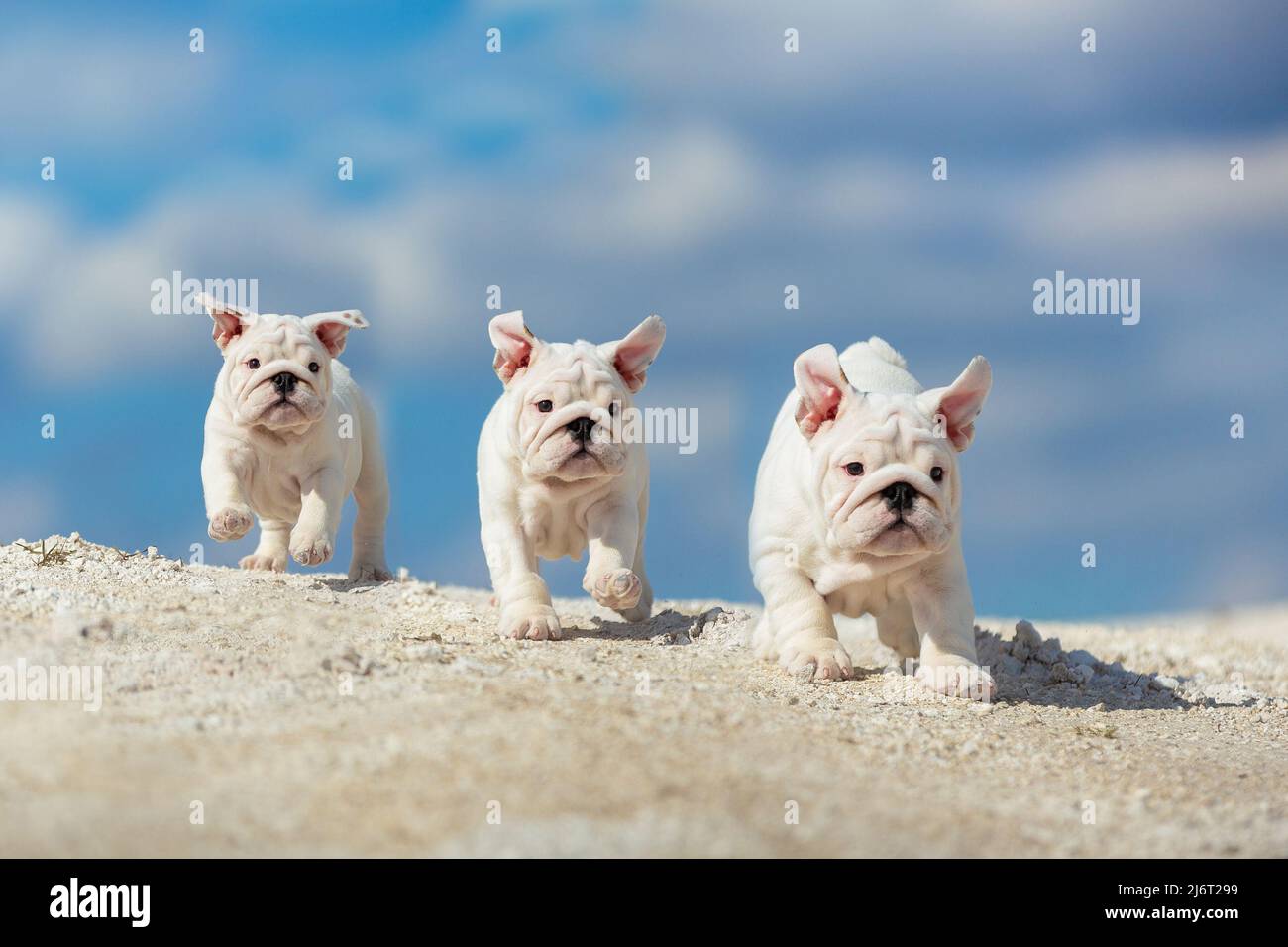 Gorgeous white English Bulldog puppies running towards the toy against a bright blue sky Stock Photo