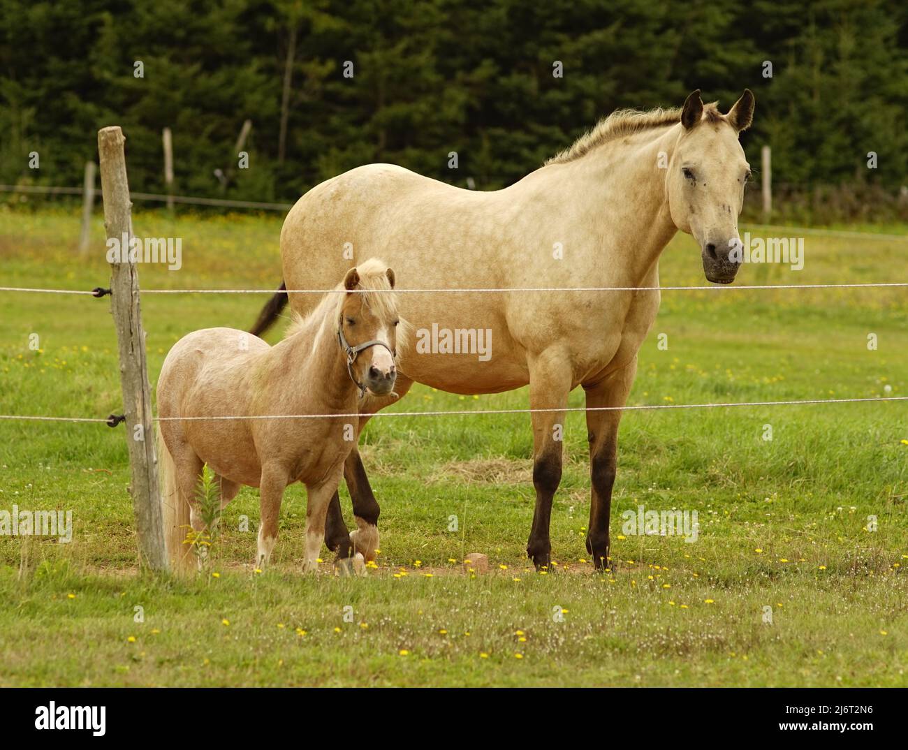 Palomino pony and Buckskin Quarter horse, South Granville, Prince