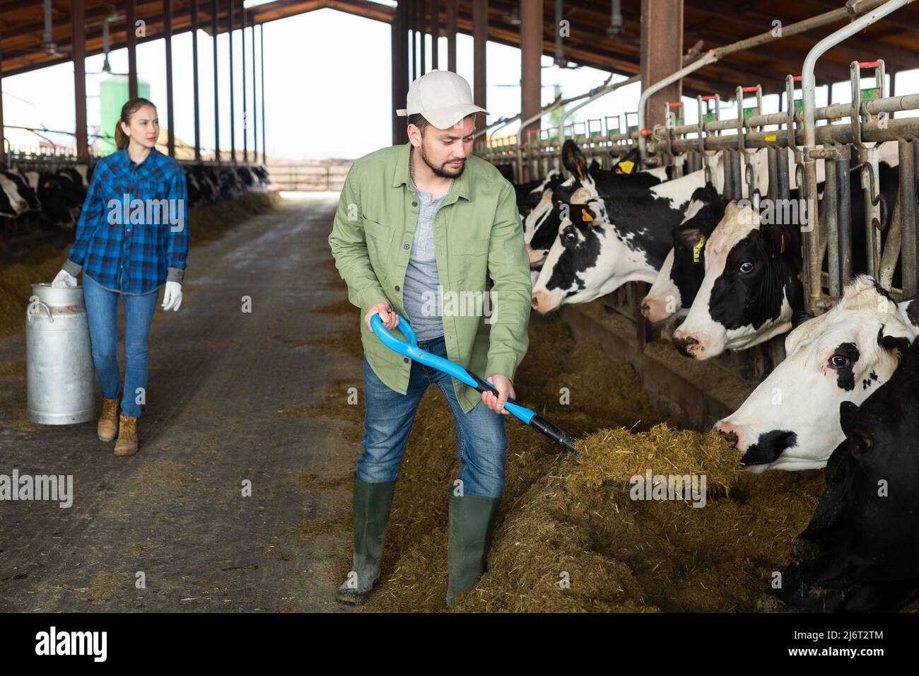 Farmer with shovel working and taking care cows Stock Photo - Alamy