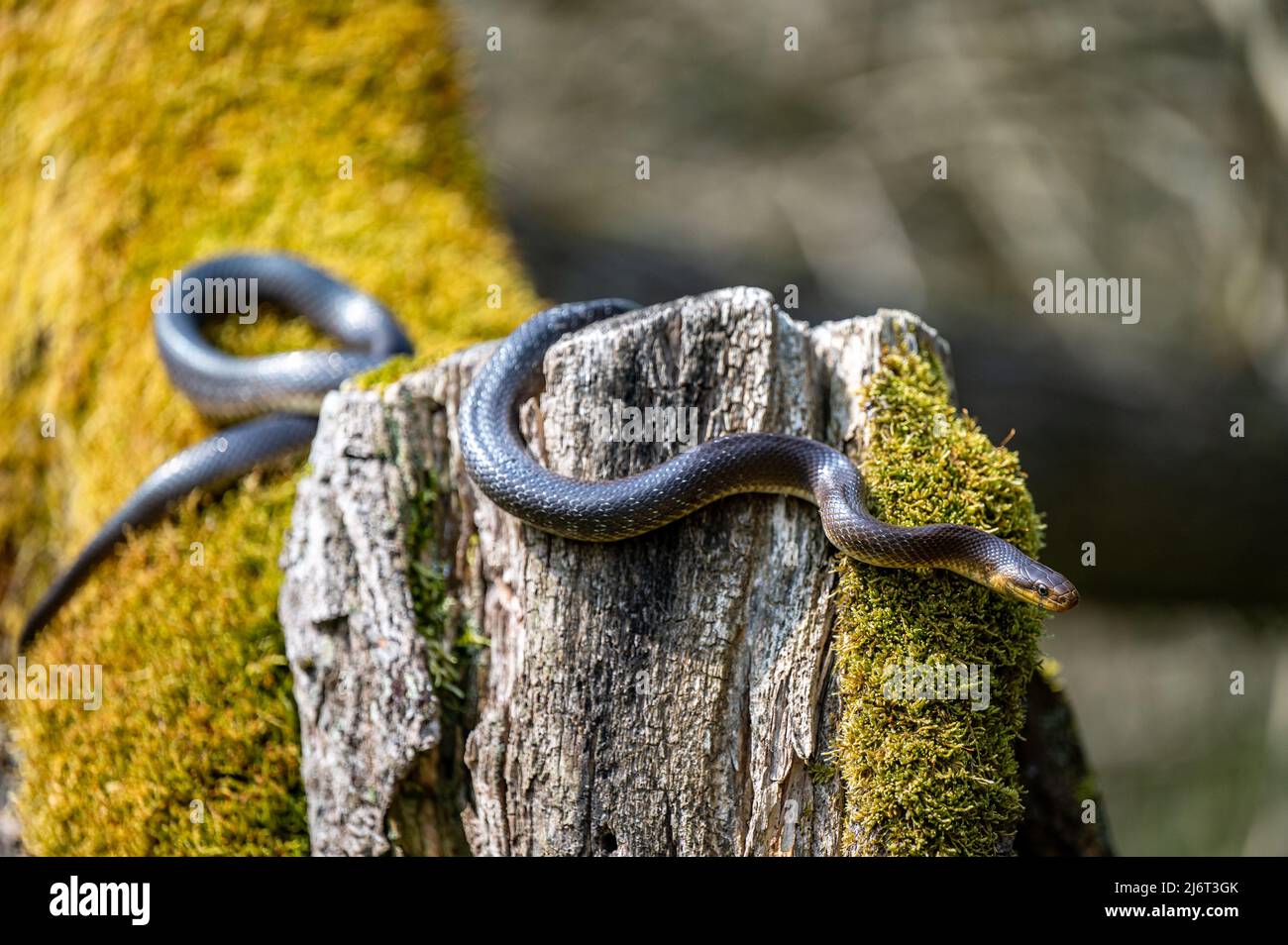 Aesculapian Snake, Zamenis longissimus, The San River Valley, Bieszczady, Poland. Stock Photo