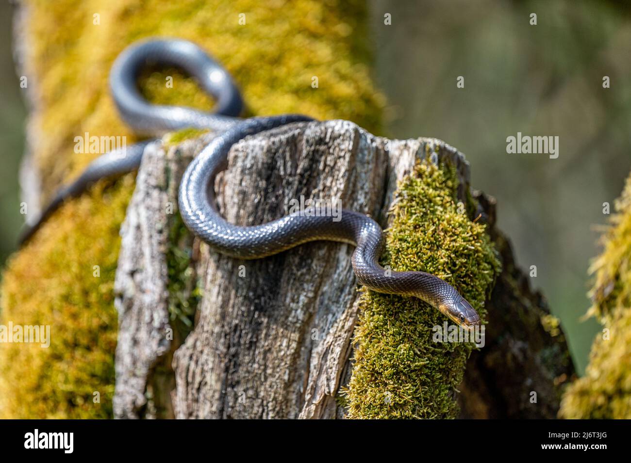 Aesculapian Snake, Zamenis longissimus, The San River Valley, Bieszczady, Poland. Stock Photo