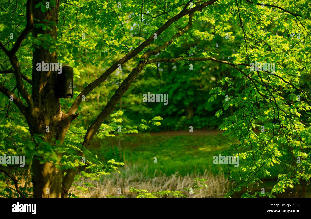 Birdbox number 3 at a green tree on a sunny day at the pond Stock Photo