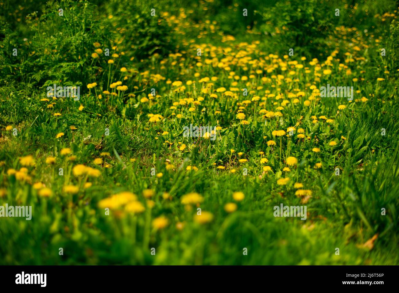 green meadow with a field of yellow dandelions (hawkbit, taraxacum) Stock Photo