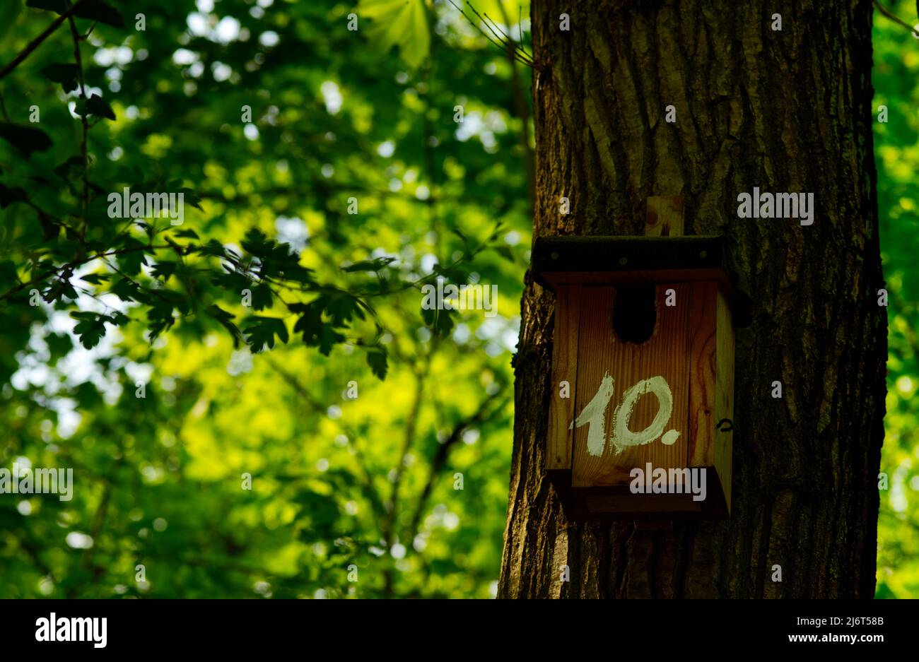 10 Downing street (actually not, just figuratively), wooden birdhouse on a tree in the forest with painted white cipher 10 Stock Photo