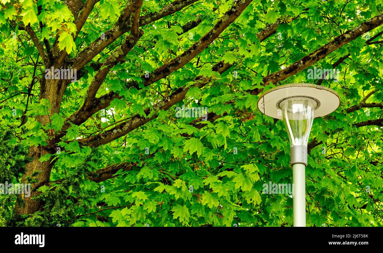 top of a modern white lamppost on the right and trunk and branches of a green leafy tree on the left Stock Photo
