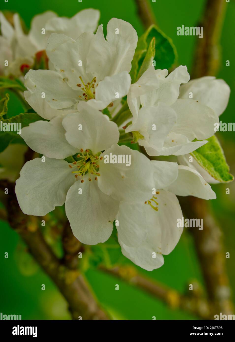 closeup view of white bloom in springtime (upright format) Stock Photo