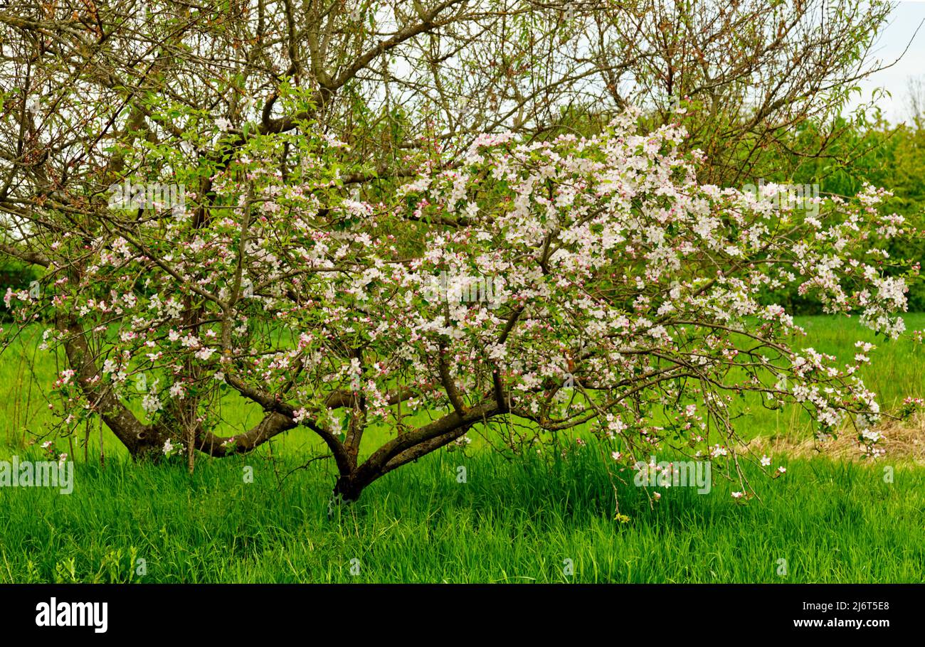 small bush in white flowering bloom in springtime (park 2) Stock Photo