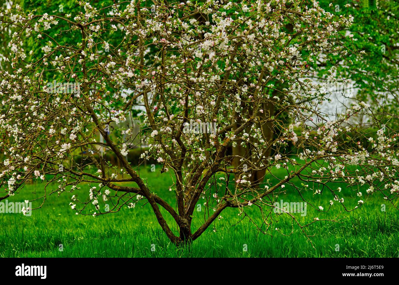 small bush in white flowering bloom in springtime (park 1) Stock Photo