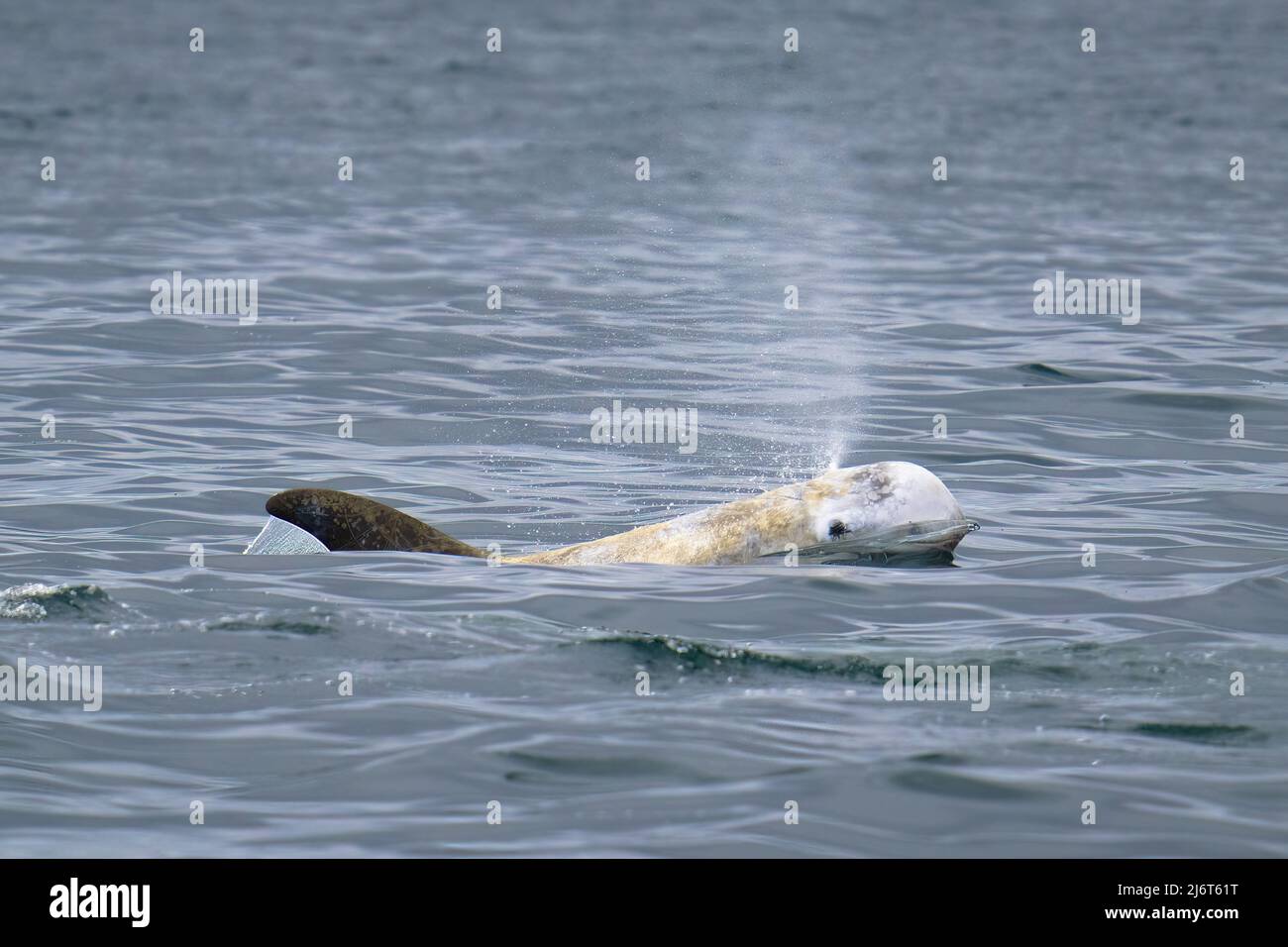 A Risso's dolphin takes a breath far off the Washington coast, out towards Grays Canyon. Stock Photo