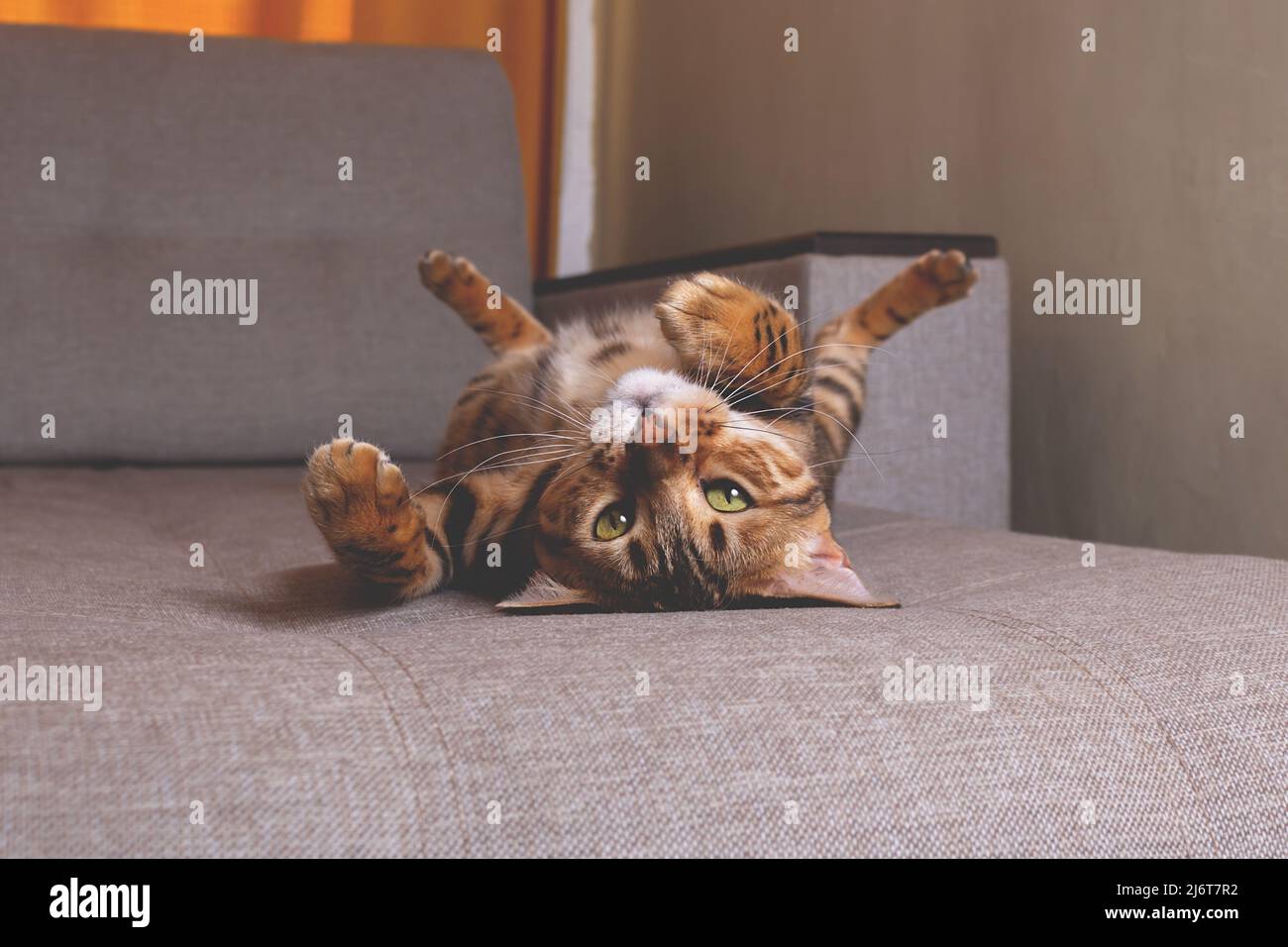 Bengal cat lying on sofa and smiling. Stock Photo