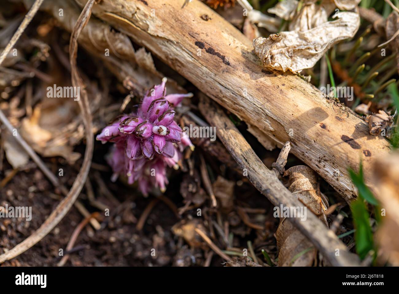 Lathraea squamaria flower in mountains, macro Stock Photo