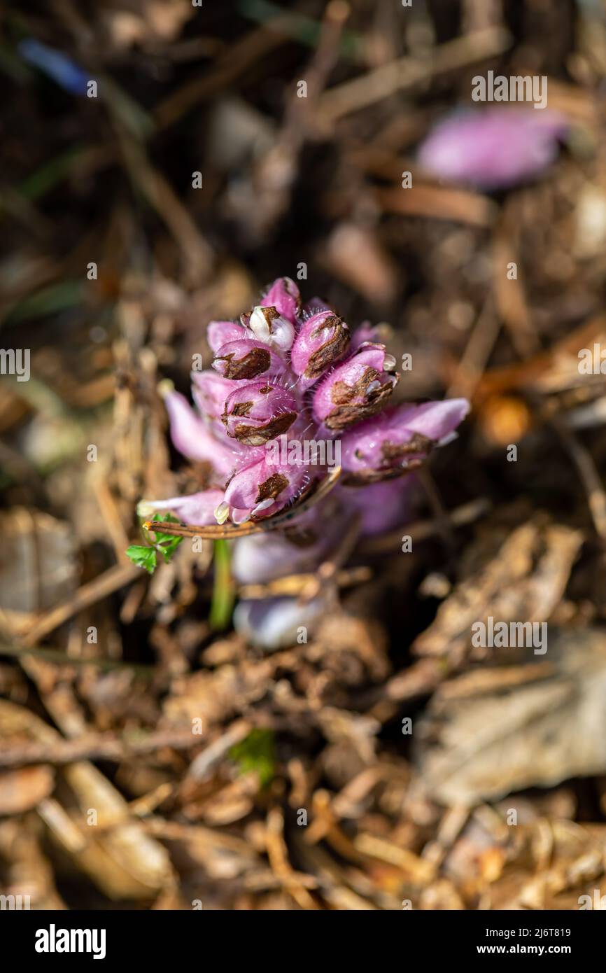 Lathraea squamaria flower in mountains Stock Photo