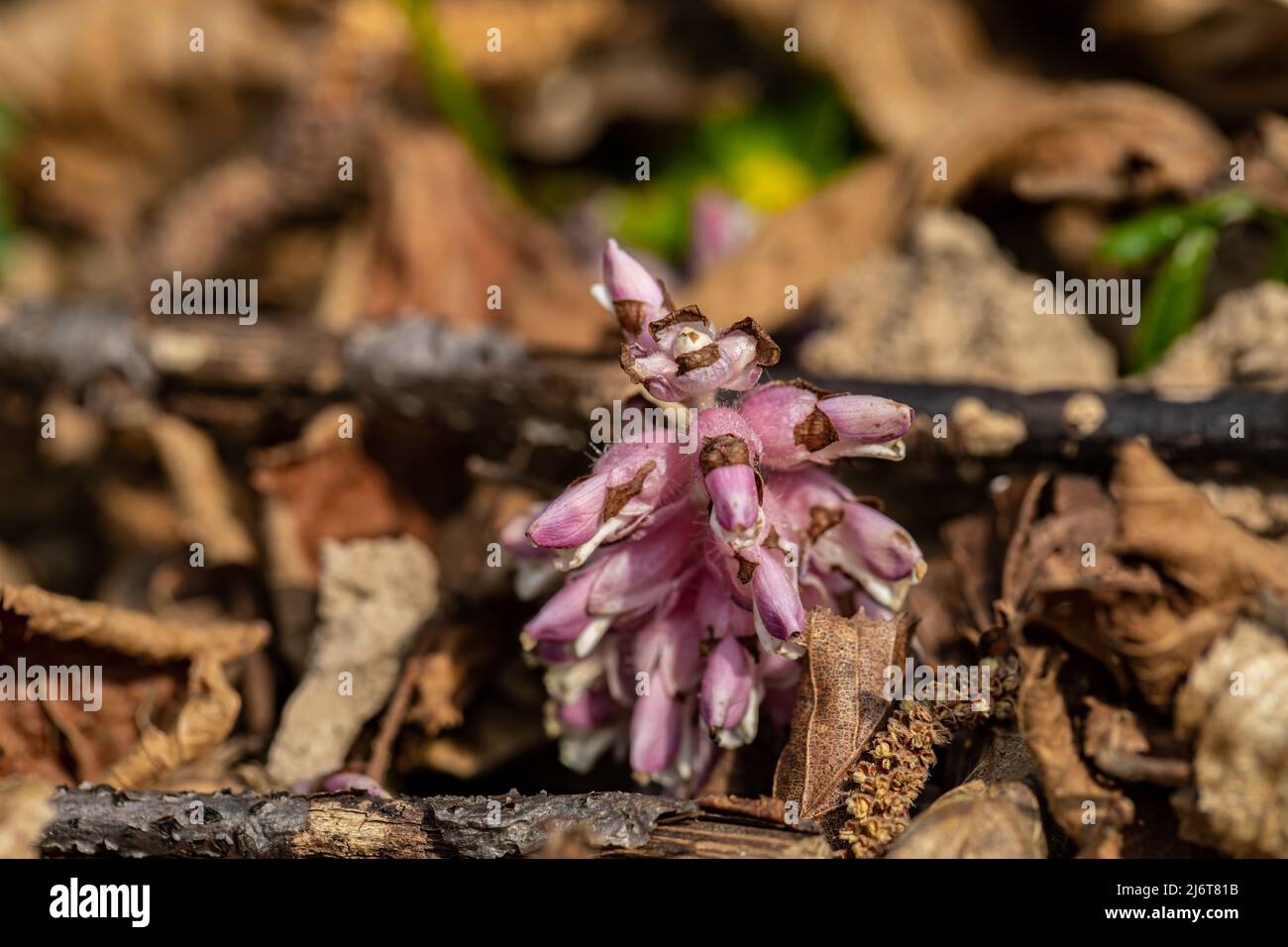 Lathraea squamaria flower growing in mountains Stock Photo