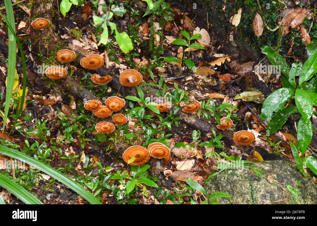 Orange mushrooms in a tropical north queensland forest Stock Photo