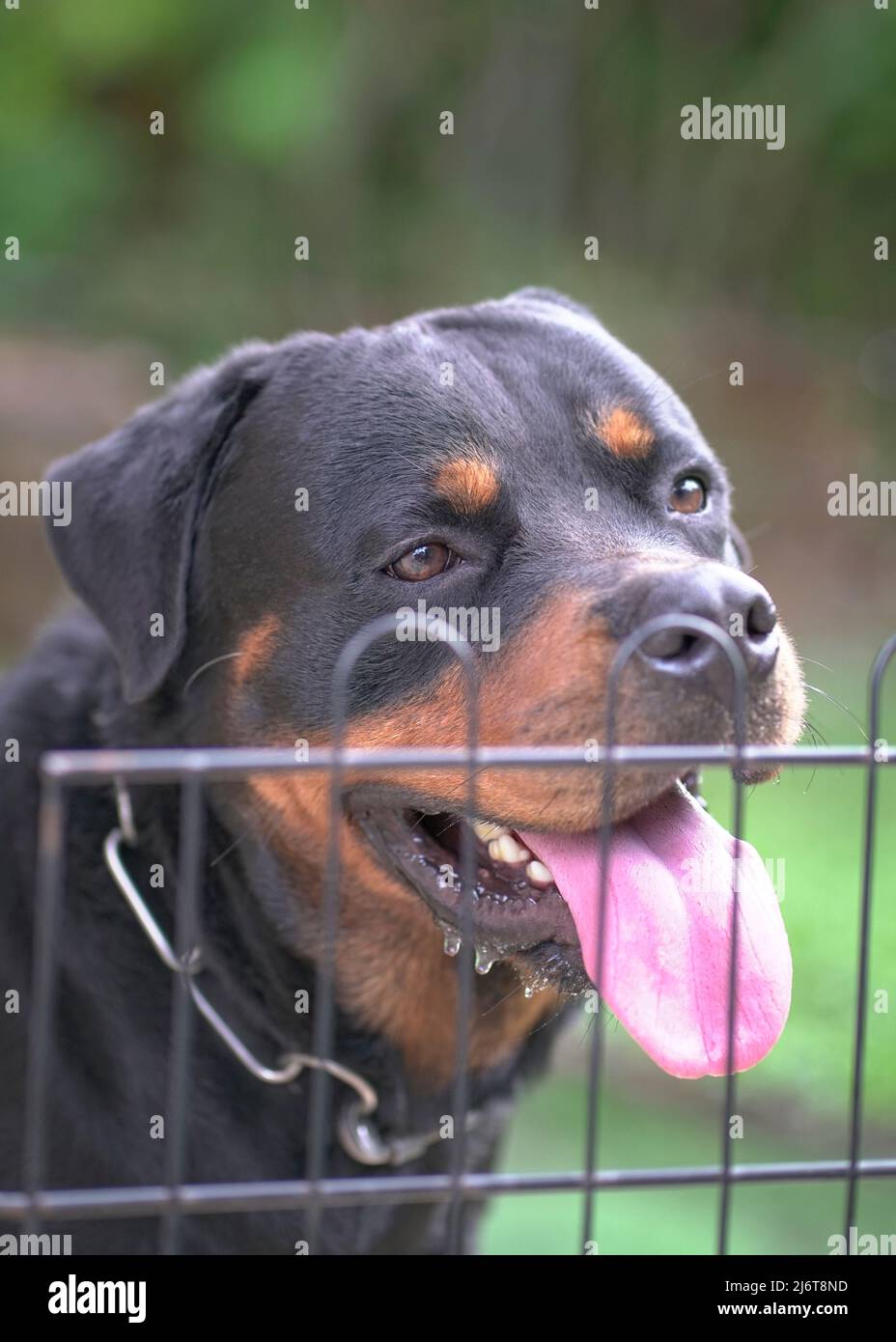 Dog Rottweiler portrait behind fence. Close up. Guard dog or security