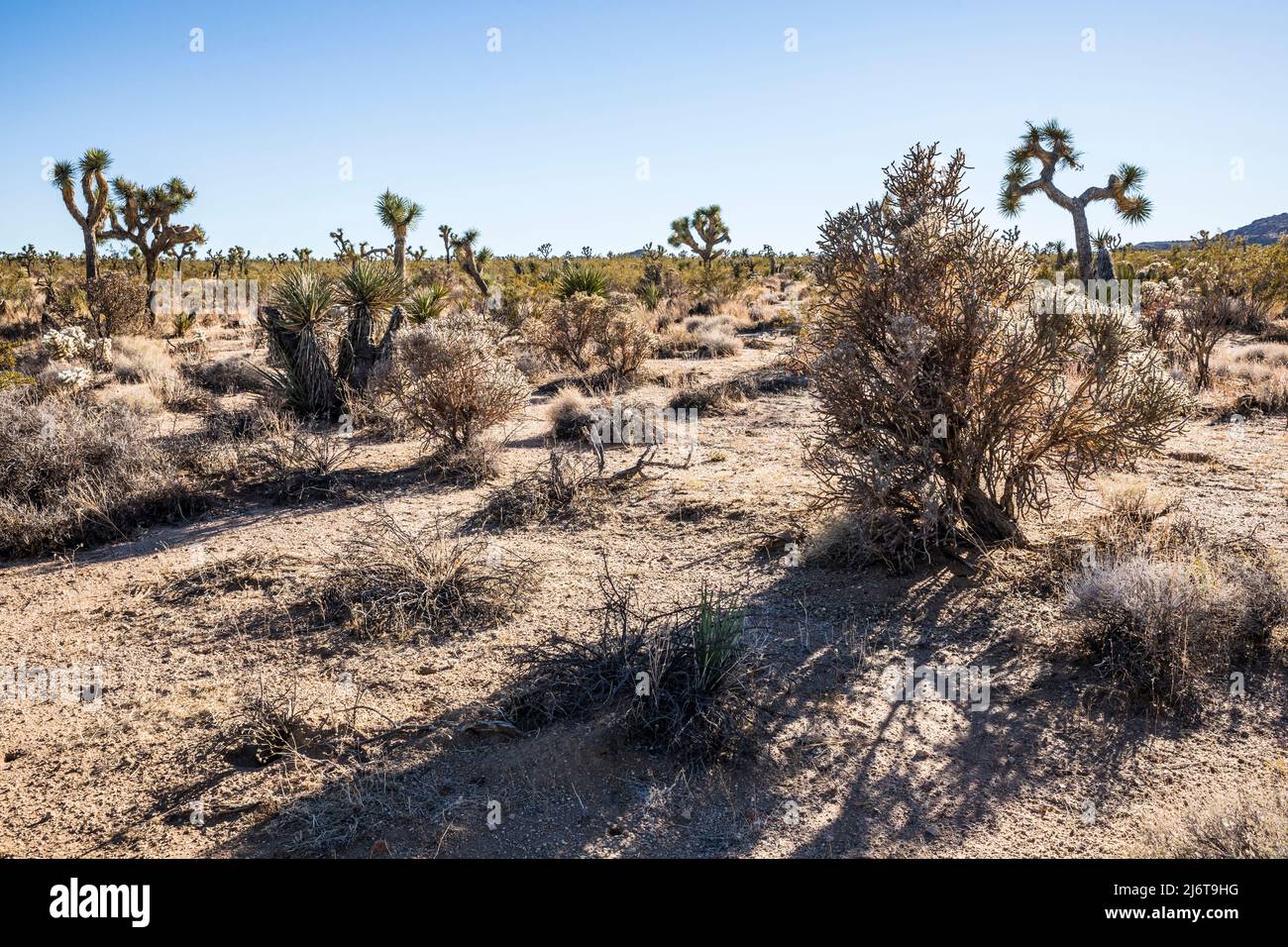 Desert plants in Joshua Tree National Park. Stock Photo