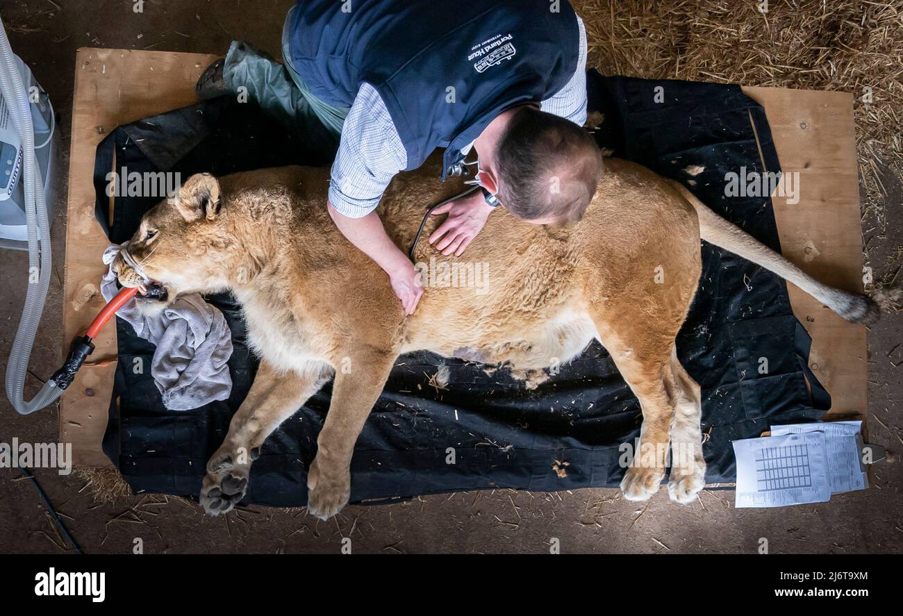 Veterinary Surgeon Michael Rothwell checks Julie the 15-year-old ...