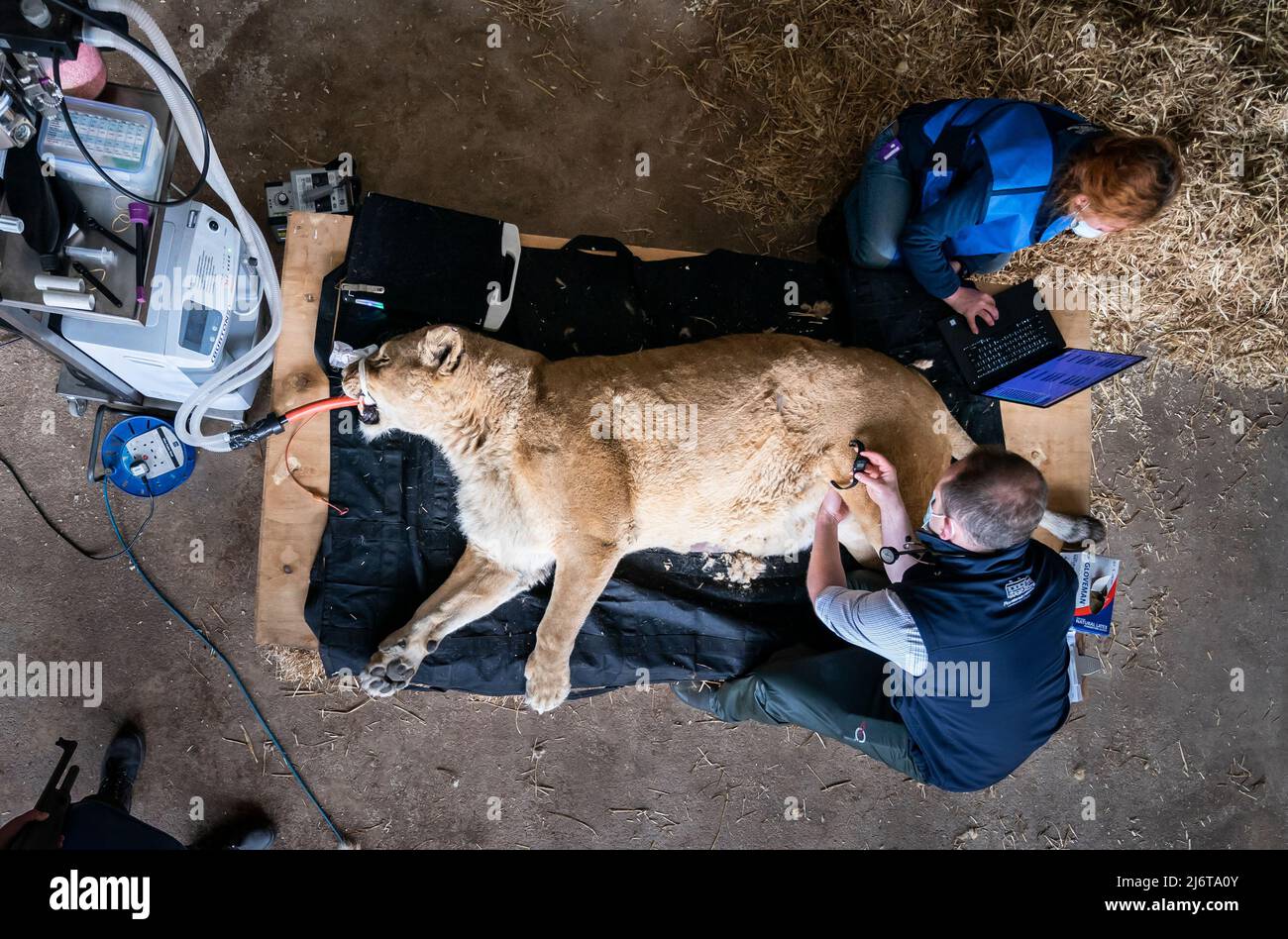 Veterinary Surgeons Michael Rothwell and Oana Radu with Julie the 15 ...