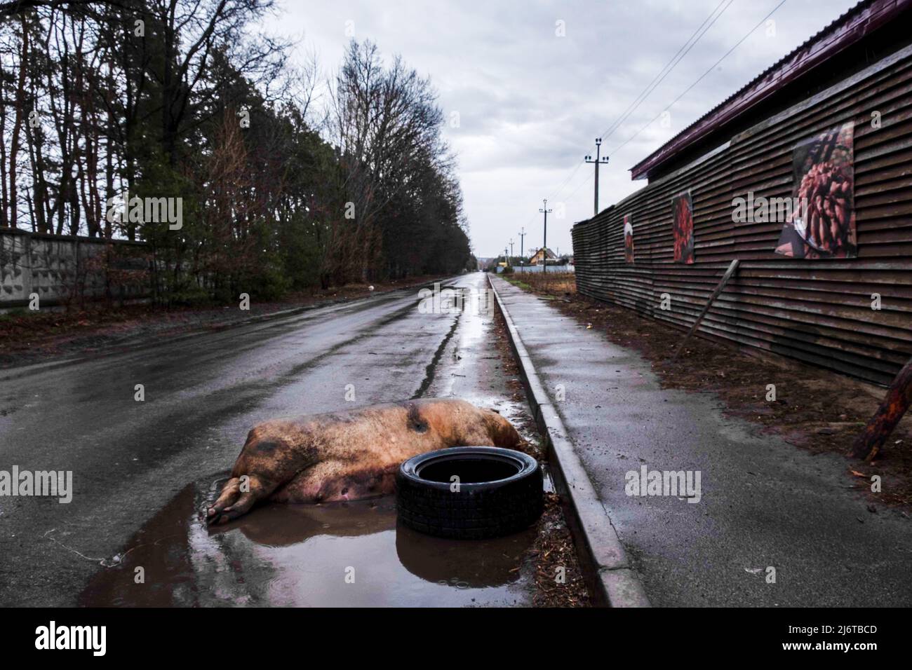 Dead pig water hi-res stock photography and images - Alamy