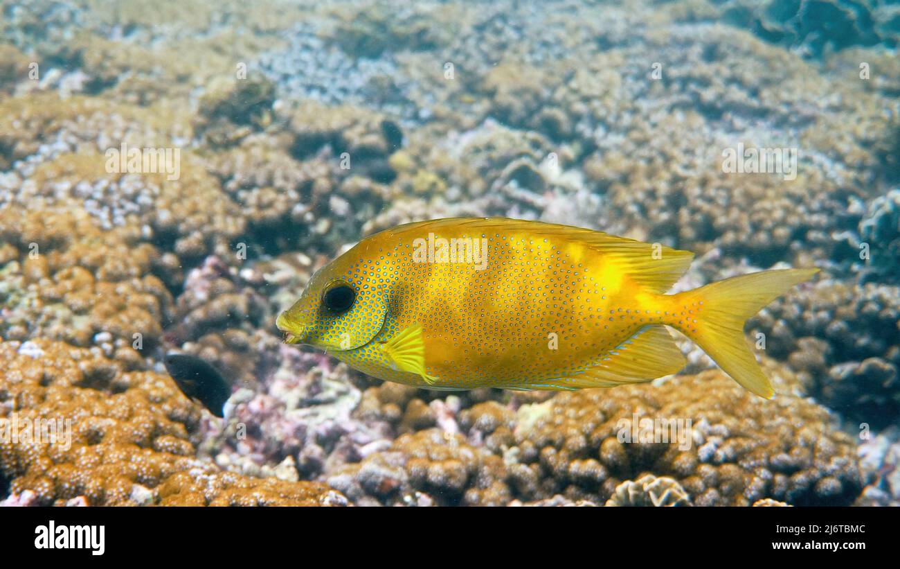 Underwater photo of snorkeling or diving on sea coral, blue-spotted spinefoot Stock Photo