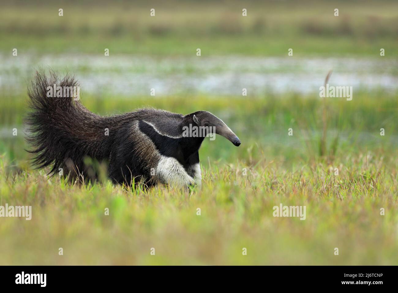 Running Giant Anteater, Myrmecophaga tridactyla, animal with long tail ane log nose, Pantanal, Brazil Stock Photo