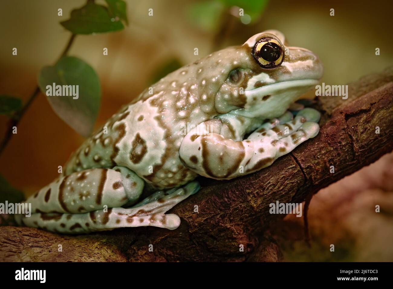 Amazon Milk Frog, Phrynohyas resinifictrix, in the nature habitat