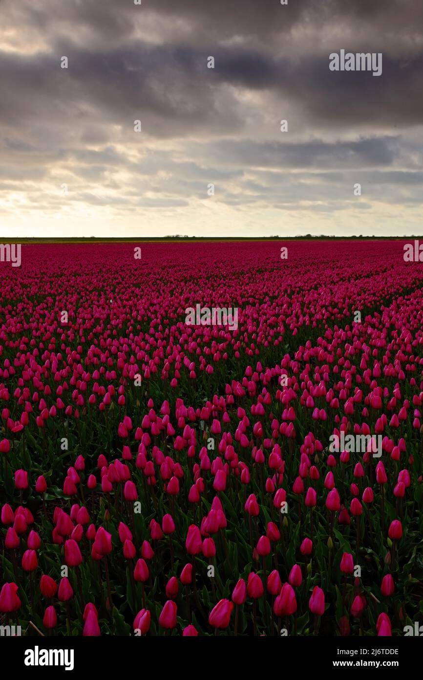Field of red tulips in against a stormy looking sky, Holland tradition landscape, rainy day Stock Photo