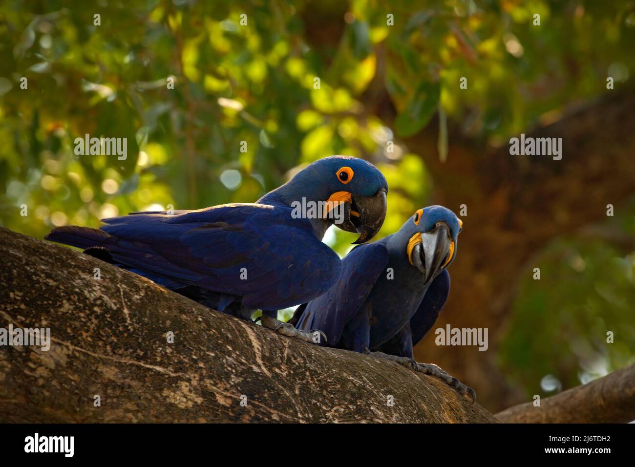 Pair Of Rare Bird Blue Parrot Hyacinth Macaw In Nest Tree In Pantanal pair-of-rare-bird-blue-parrot-hyacinth-macaw-in-nest-tree-in-pantanal