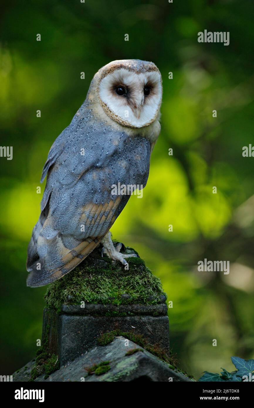 Bird of prey on headstone hires stock photography and images Alamy