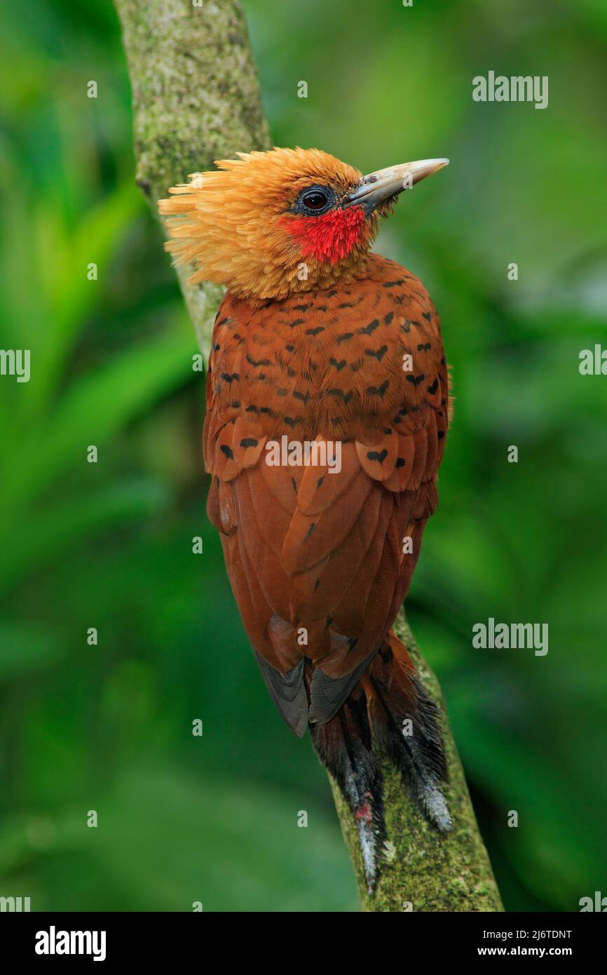 Chestnut-coloured Woodpecker, Celeus castaneus, brawn bird with red face from Costa Rica Stock Photo