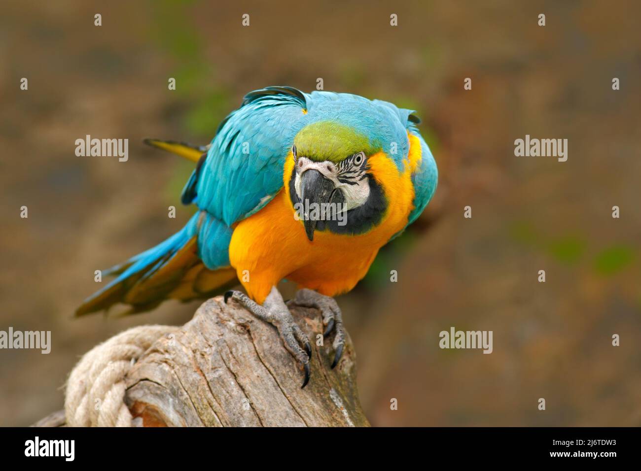 Parrot, blue-and-yellow macaw, Ara ararauna, also known as the blue-and-gold macaw, is a large South American parrot with blue top parts and yellow un Stock Photo