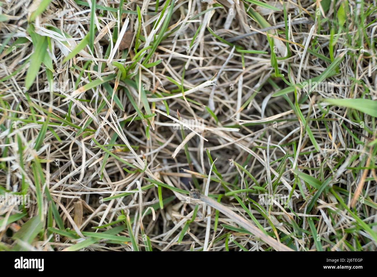 A lawn with dried grass. grass after winter. scarification and aeration