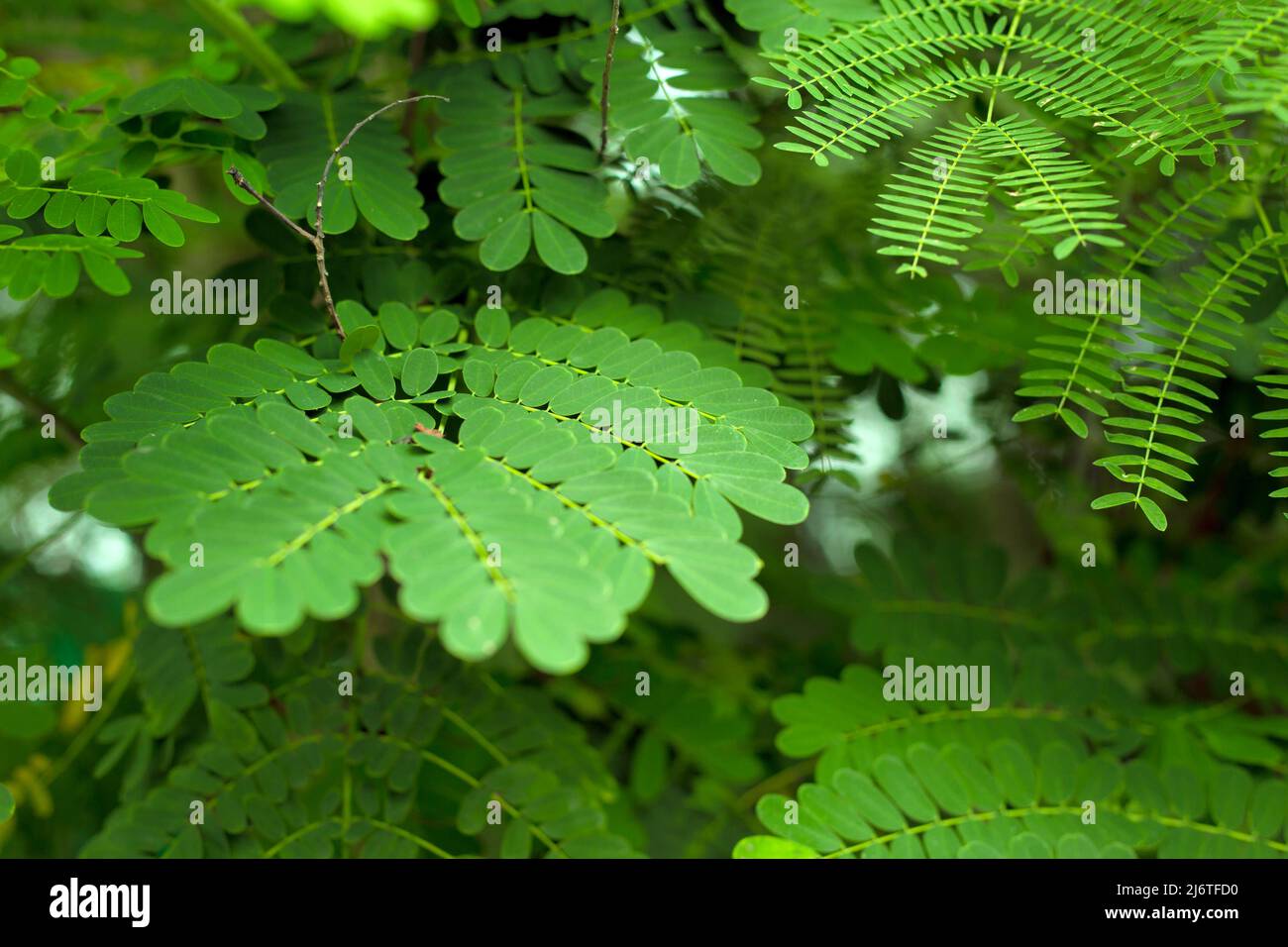 Green leaves of tropic acacia tree. Close up tropic background Stock Photo