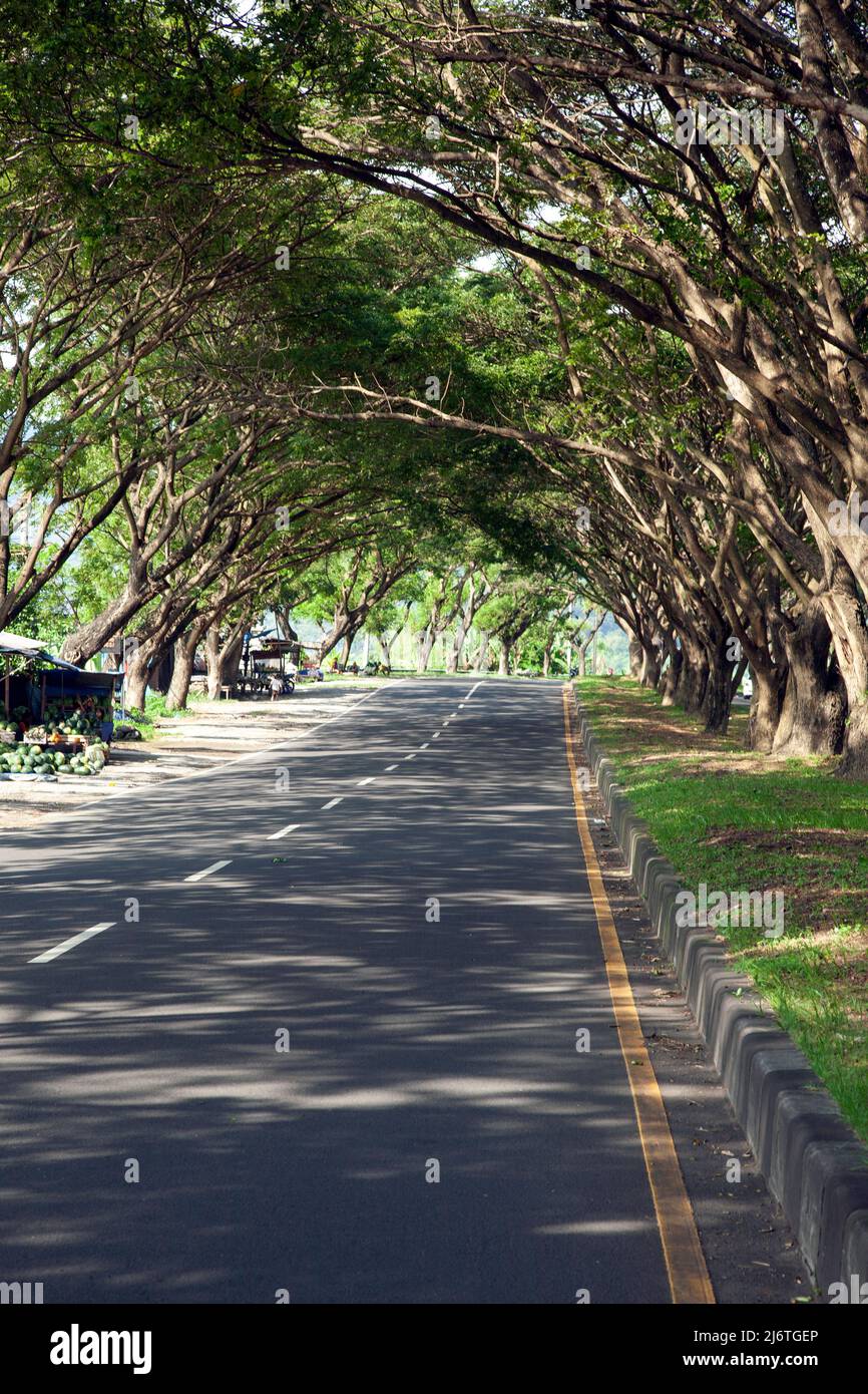 Beautiful natural tunnel of trees at Gunaksa, Dawan in east Bali, Indonesia. Stock Photo