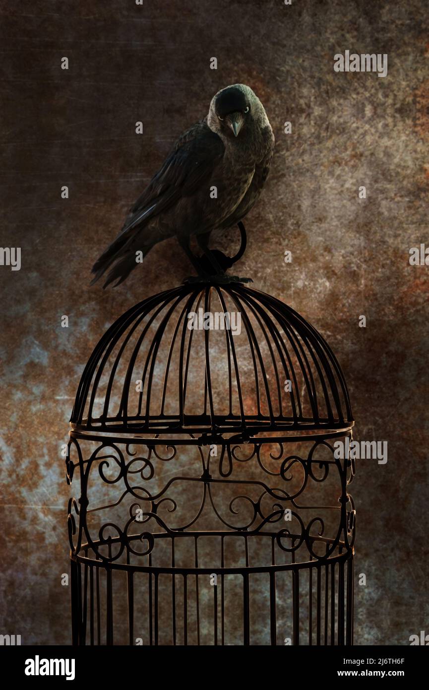 empty cage with a bird on top of it Stock Photo - Alamy