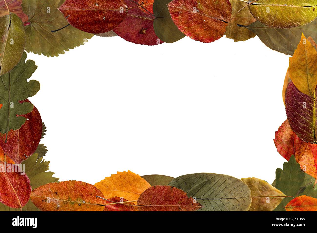 beautiful botanical frame made up of leaves Stock Photo - Alamy