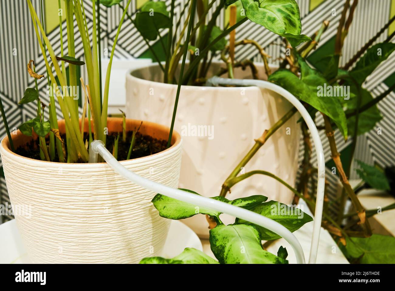 Irrigation of indoor plants with automatic drip irrigation system