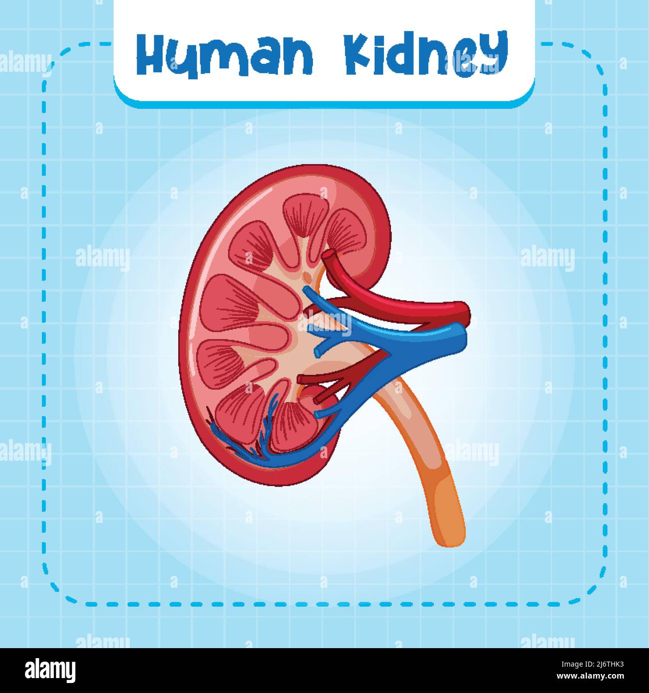 Human internal organ with kidney illustration Stock Vector Image & Art ...