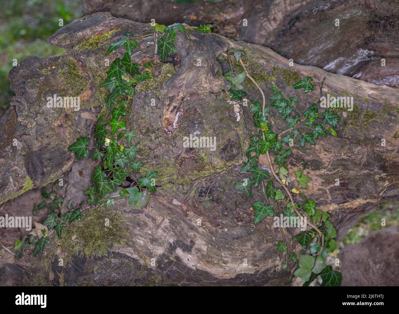 Creeping moss tree trunk hi-res stock photography and images - Alamy