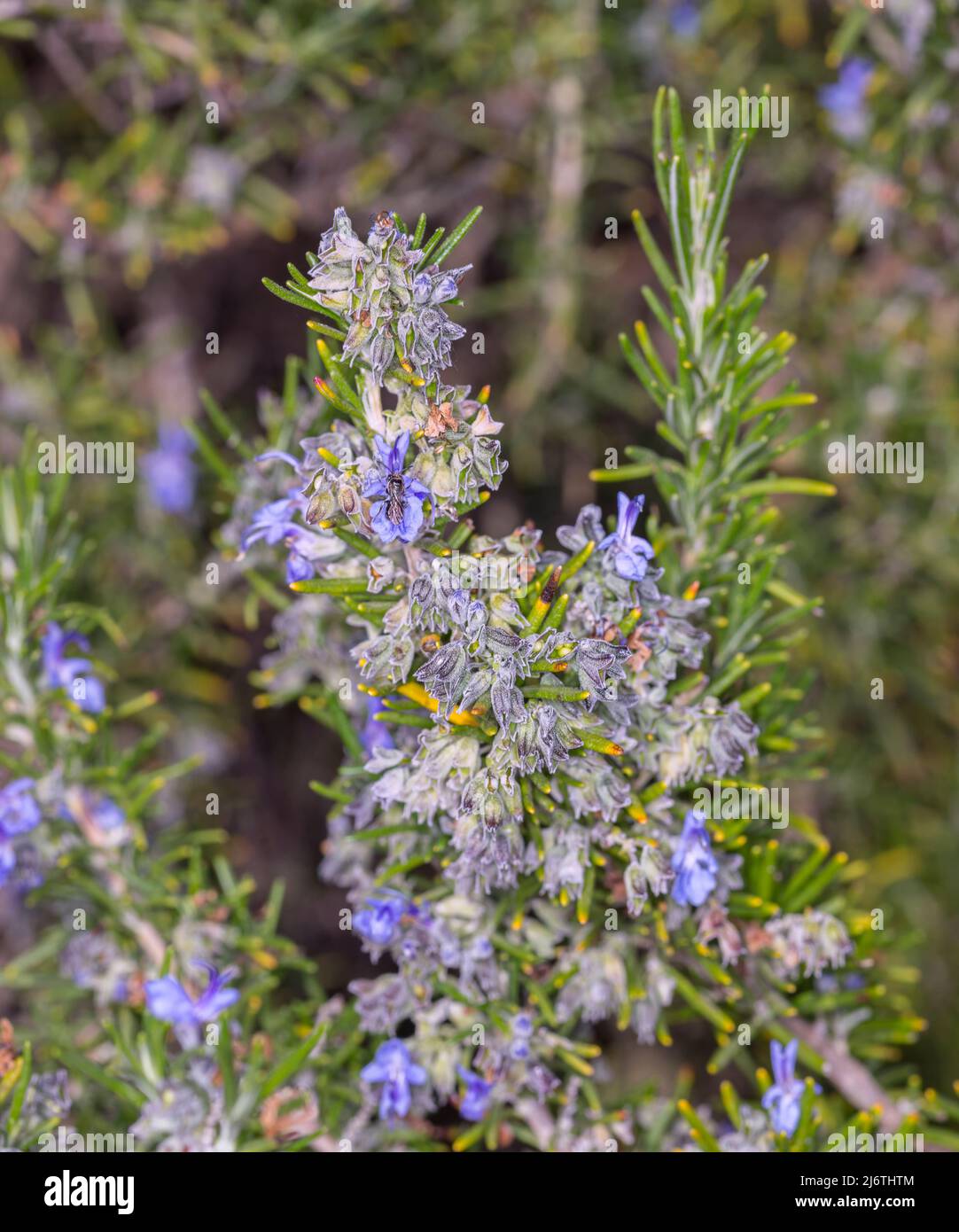 Flowering rosemary plant Stock Photo Alamy