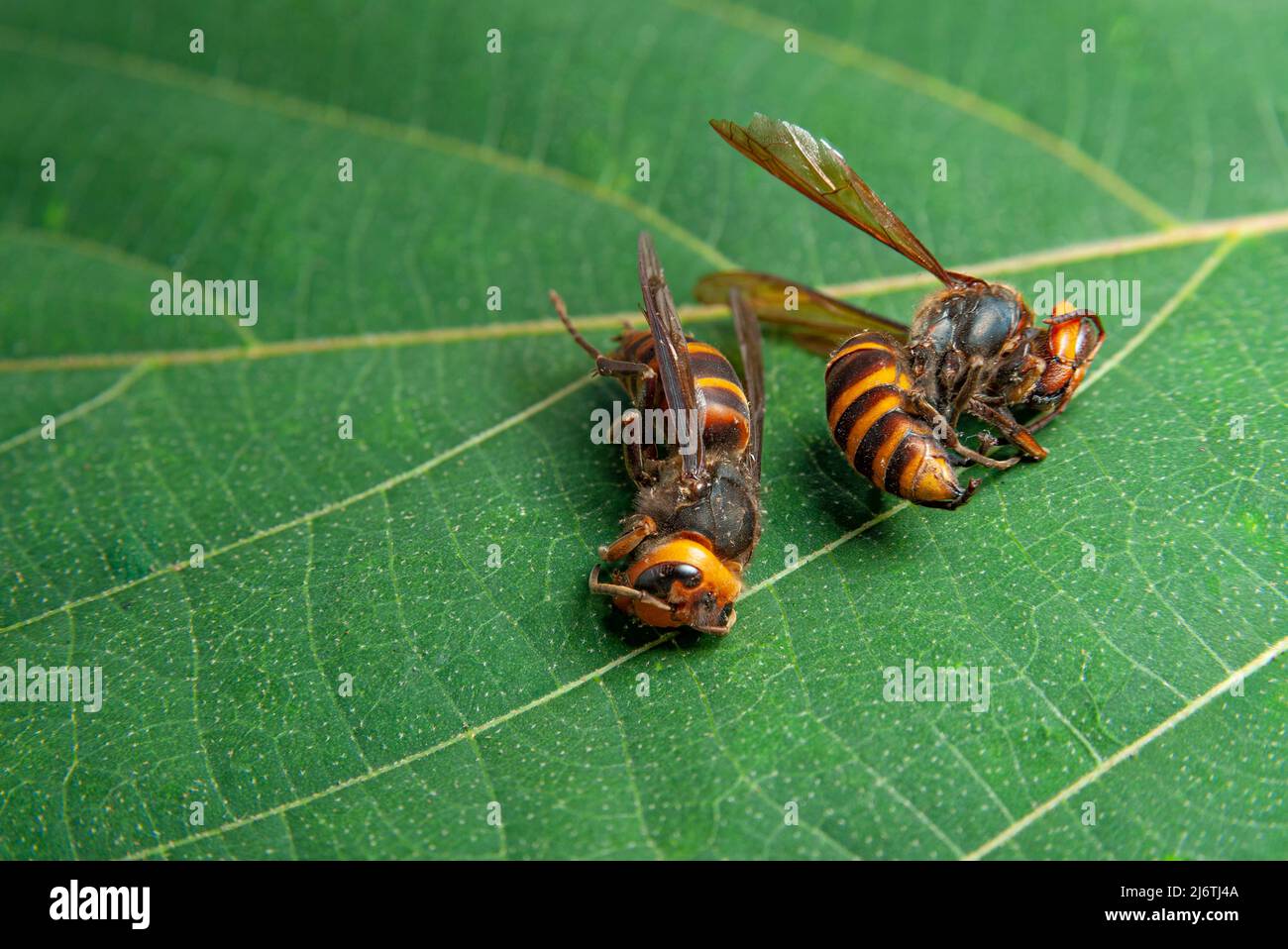 Two dead wasps on green leaves - Asian Giant Hornet or Japanese Giant Hornet  or Vespa Mandarinia Japonica. Stock Photo