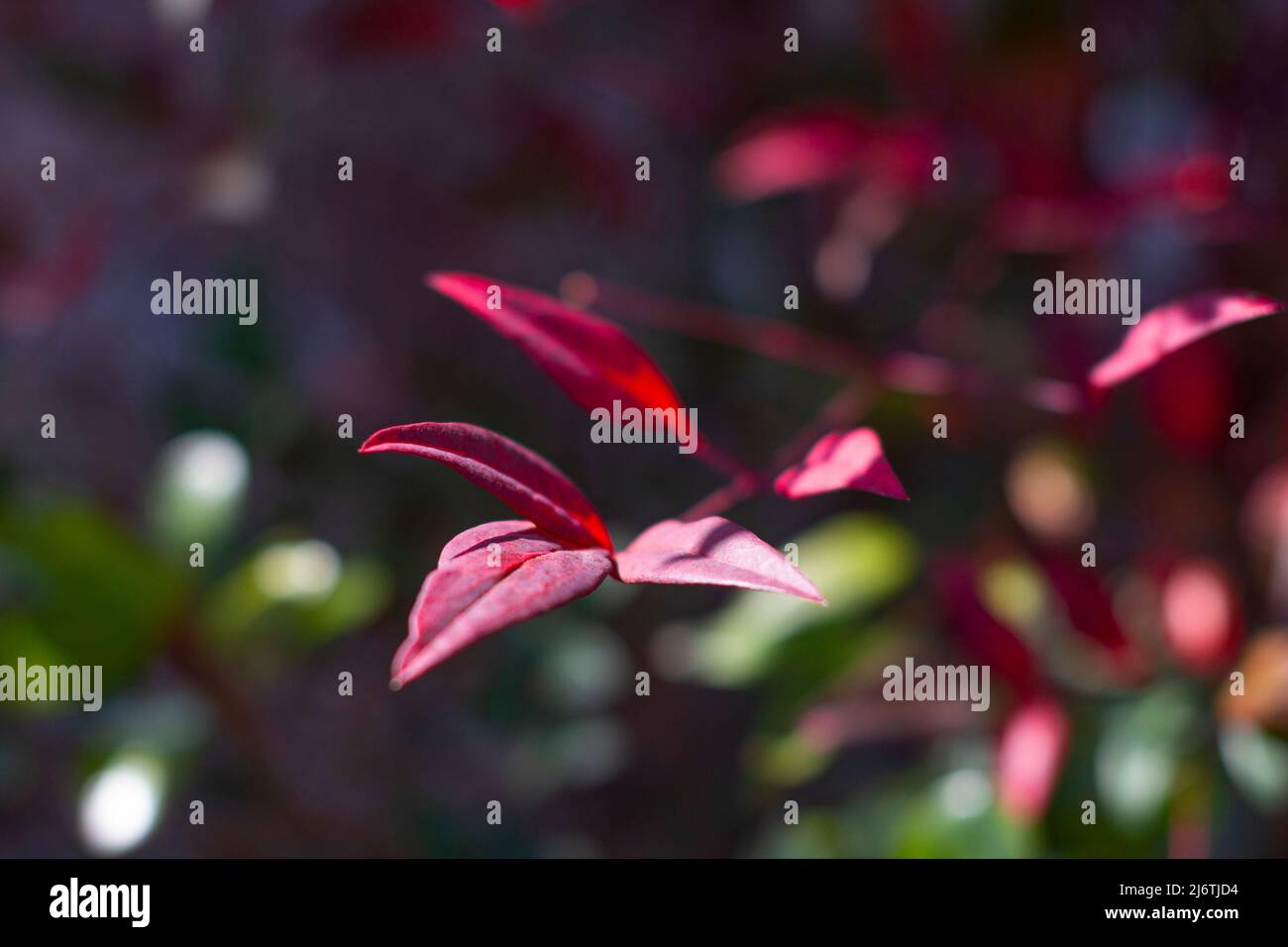 Red leaves of the Ternstroemia gymnanthera also known as Cleyera japonica or Sakaki in Japanese. Stock Photo