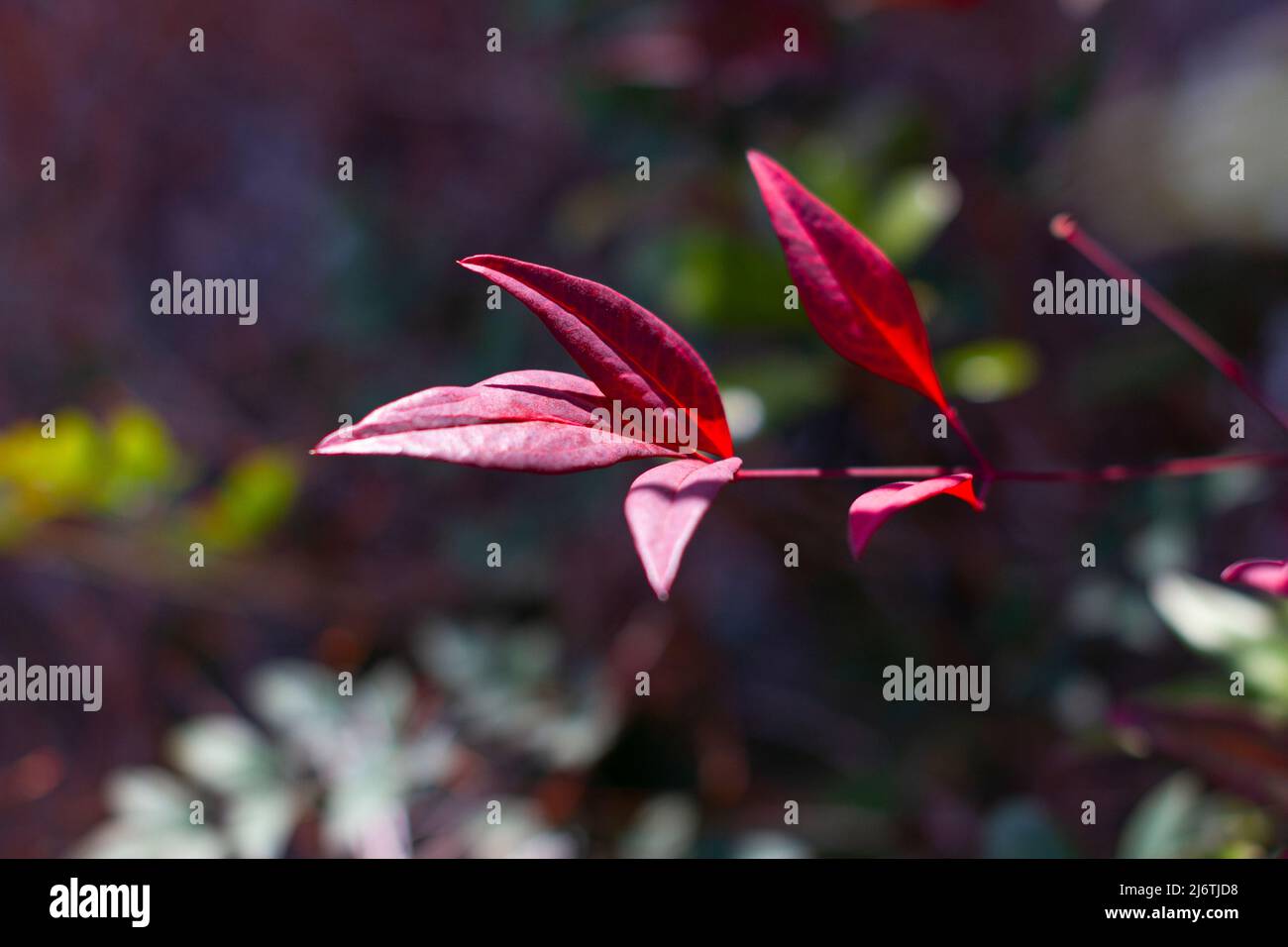 Red leaves of the Ternstroemia gymnanthera also known as Cleyera japonica or Sakaki in Japanese. Stock Photo