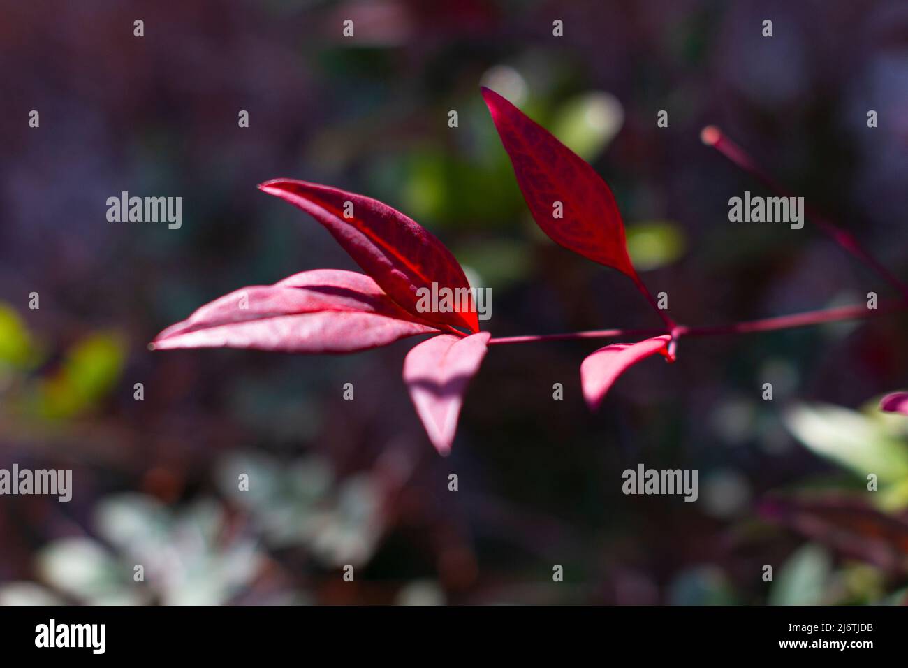 Red leaves of the Ternstroemia gymnanthera also known as Cleyera japonica or Sakaki in Japanese. Stock Photo