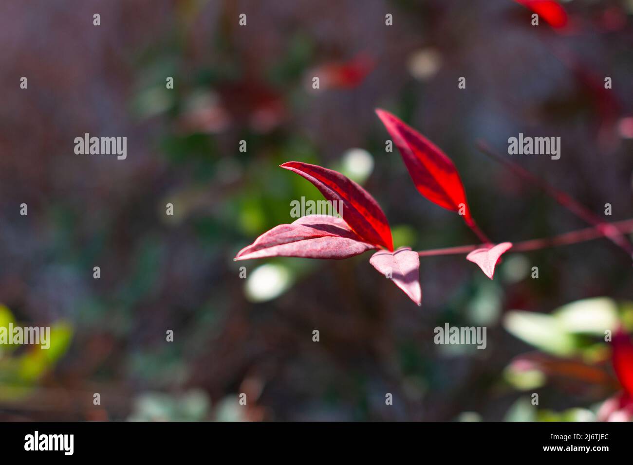 Red leaves of the Ternstroemia gymnanthera also known as Cleyera japonica or Sakaki in Japanese. Stock Photo