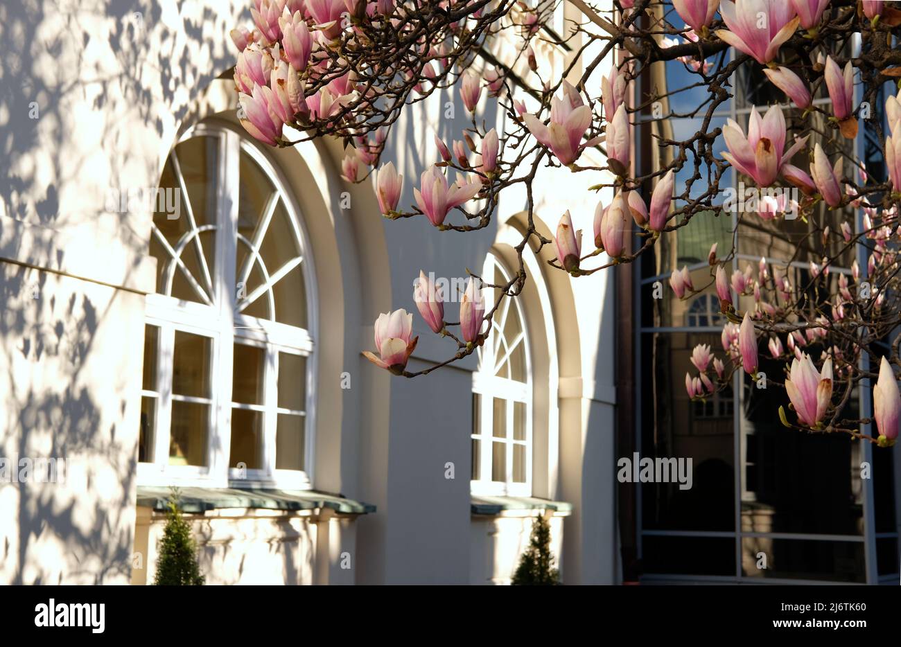 pink magnolia flowers (Magnoliaceae) in bloom against arched windows Stock Photo