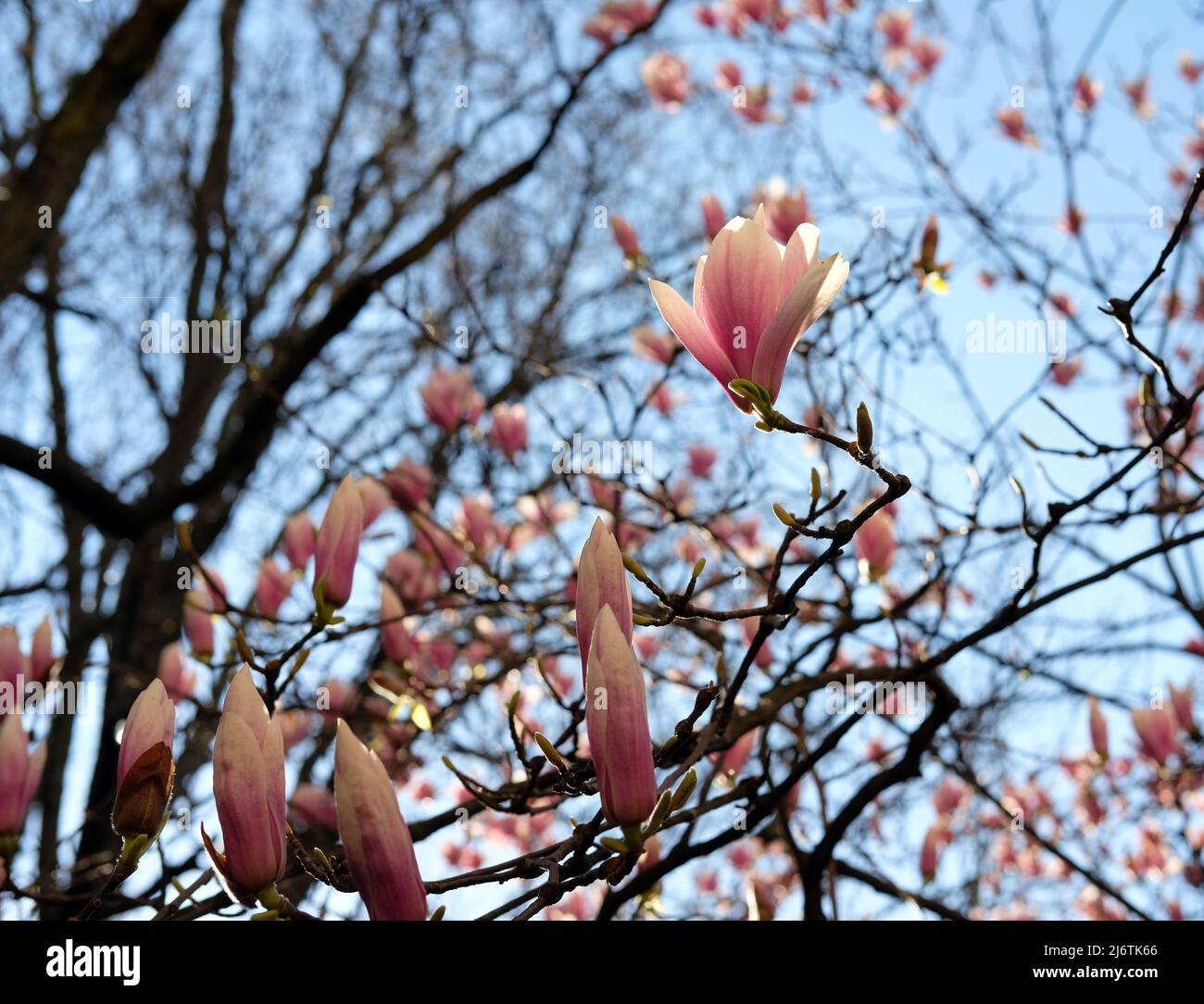 pink magnolia flowers (Magnoliaceae) in bloom Stock Photo Alamy