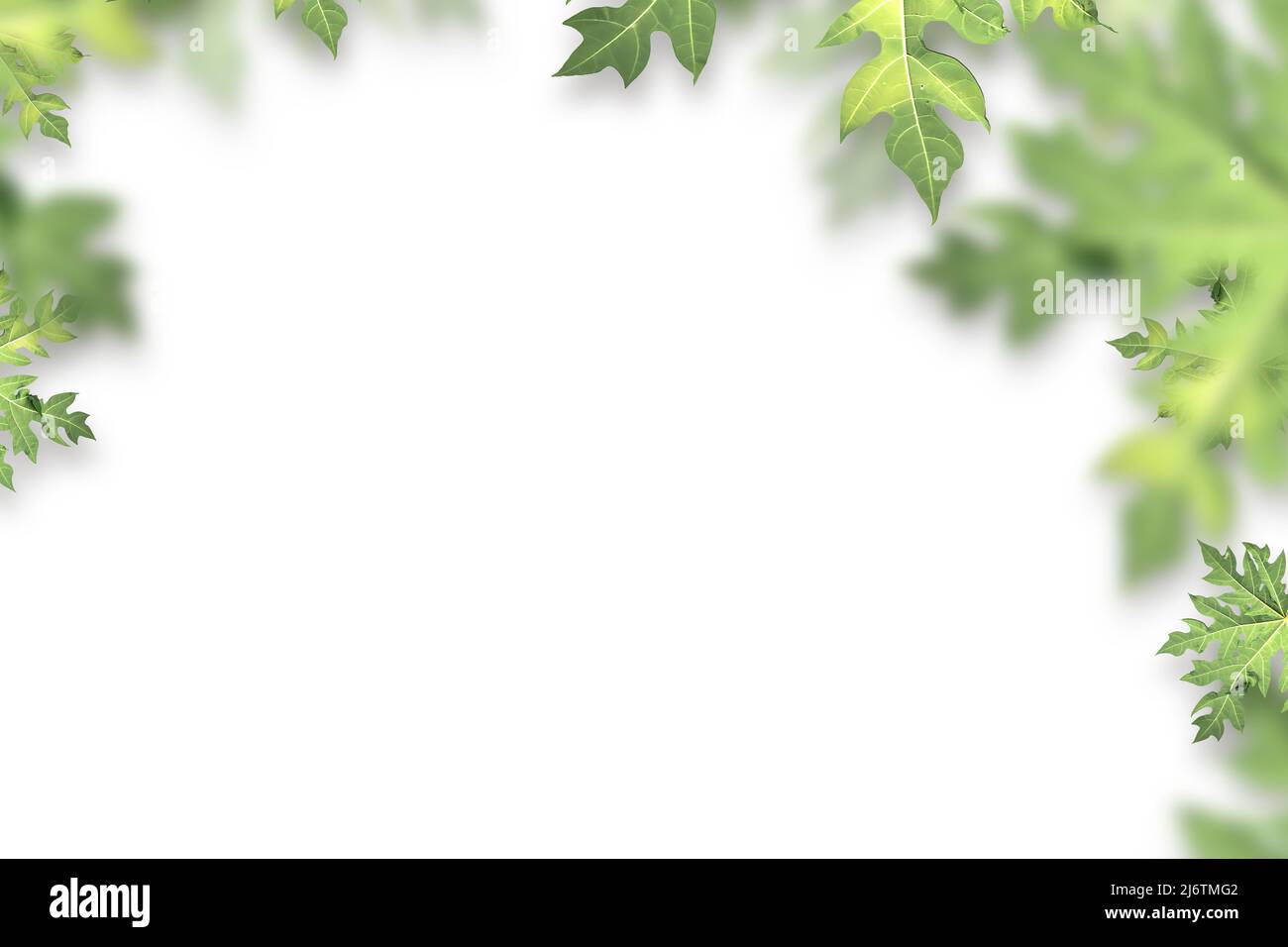 A green papaya leaves on a white background Stock Photo - Alamy