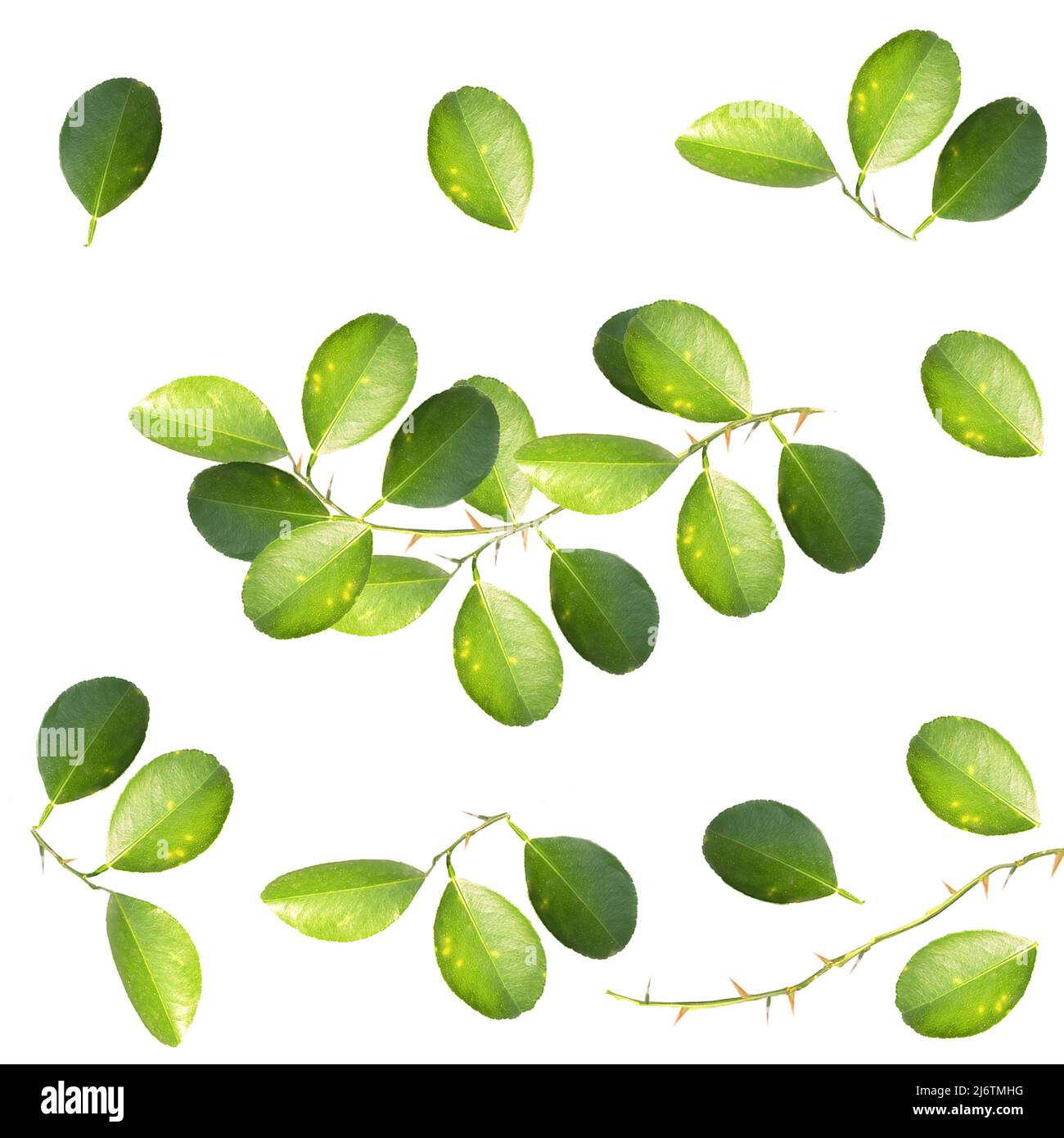 A green lemon leaf isolated on white background. Stock Photo